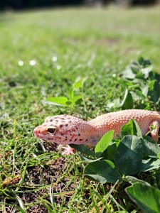 Kategoria 9-13 lat Wyróżnienie [fot. Maria Nerczuk]